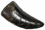 Serrated Tyrannosaur Tooth - Judith River Formation #381202-1